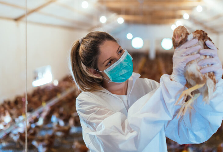 H5N8 Bird Flu Strain Detected In Humans: Will It Cause The Next Big Pandemic?