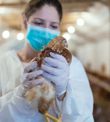 Russia Confirms First-Ever Case Of H5N8 Bird Flu Strain Being Passed To Humans