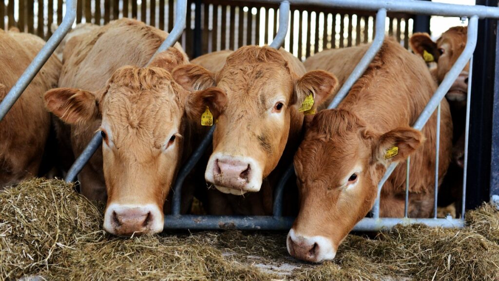 An astrophysicist and farmer hailed the benefits of a plant-based diet for health and the environment in a film on Channel 4, which urged the UK government to do more.