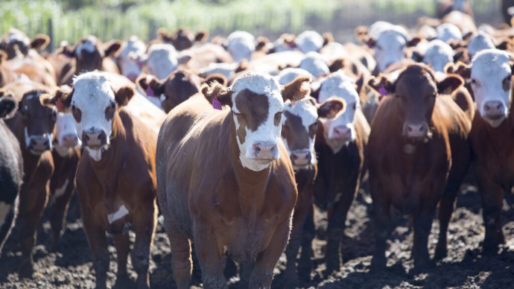 An opinion piece in the LA Times informed millions of readers that switching to a more plant-based diet would be beneficial to the environment, as beef production in the US is 'killing the planet'