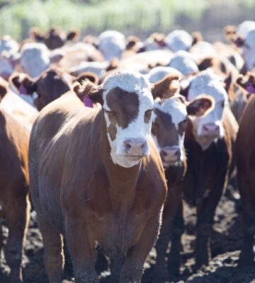 An opinion piece in the LA Times informed millions of readers that switching to a more plant-based diet would be beneficial to the environment, as beef production in the US is 'killing the planet'