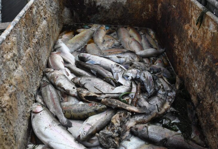 An investigation conducted by welfare charity Viva! exposed overcrowding and poor conditions on two UK rainbow trout farms that supply Harrods, Fortnum & Mason, and Waitrose