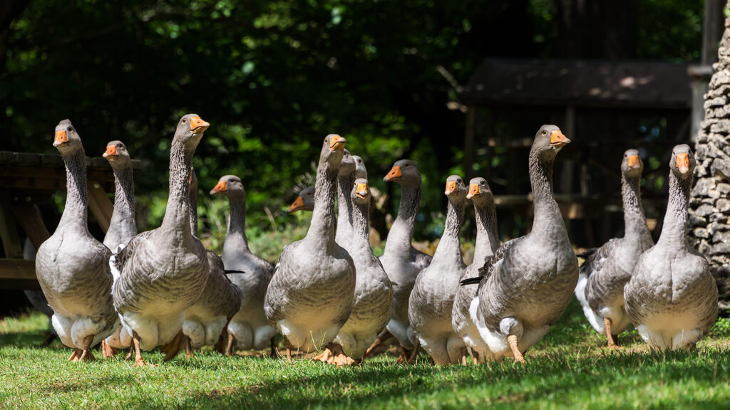 Foie gras geese farm