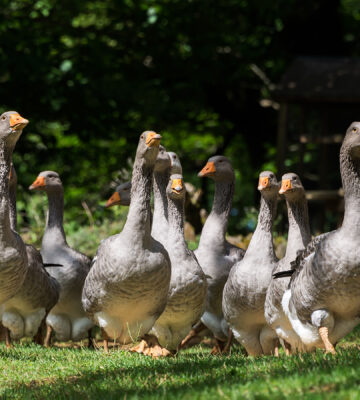 Foie gras geese farm