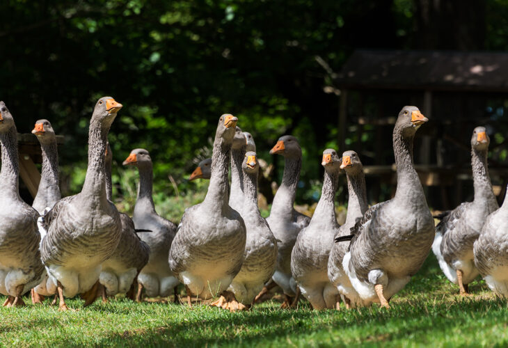 Foie gras geese farm