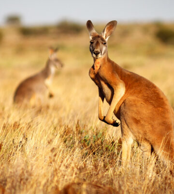 Hollywood Stars Release Film Urging Nike To Ditch Kangaroo Leather