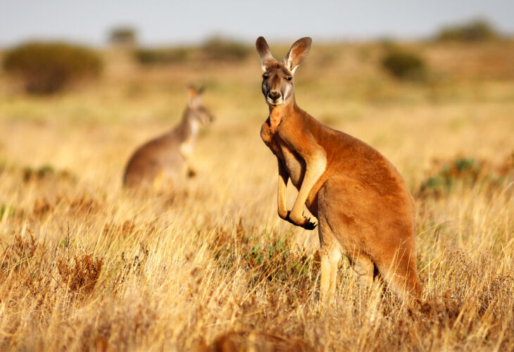 Hollywood Stars Release Film Urging Nike To Ditch Kangaroo Leather