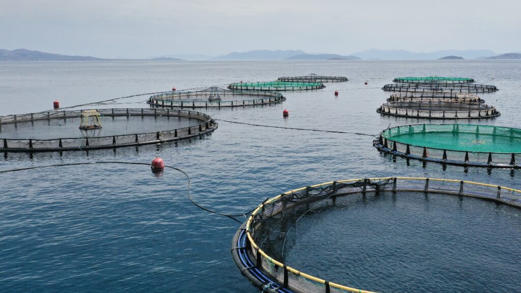 The Scottish Salmon Company was exposed by charity Animal Equality UK for breaching welfare standards.