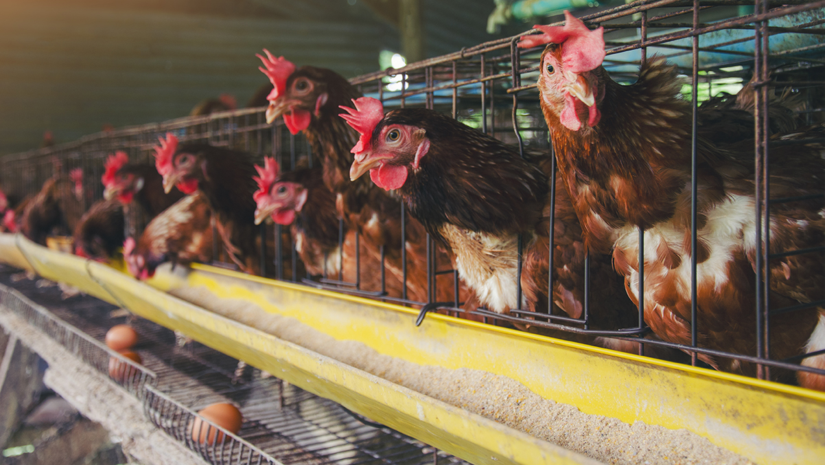 Scotland Must Be First UK Country To Ban Intensive Farming, Reads Top Newspaper