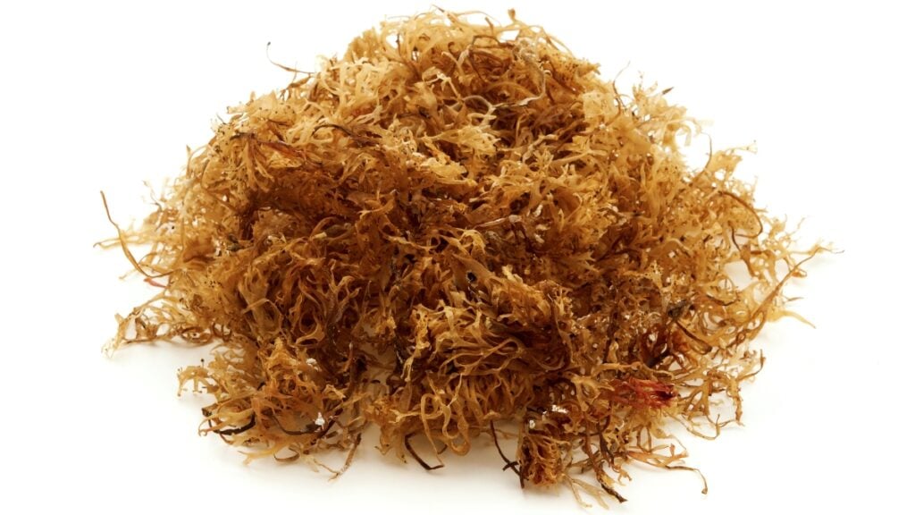 The health benefits of Irish Sea Moss are endless. It is rich in vitamins, minerals and protein and has been labelled a vegan superfood, capable of increasing libido, energy and mood.