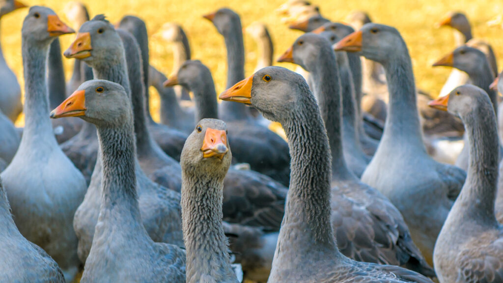 The foie gras importation ban will be implemented in the next few months, DEFRA claim - but Animal Equality and a group of cross-party politicians are calling for urgency