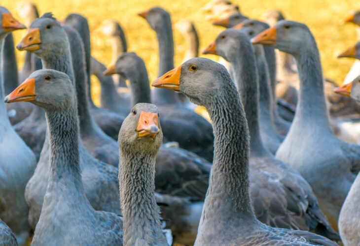 The foie gras importation ban will be implemented in the next few months, DEFRA claim - but Animal Equality and a group of cross-party politicians are calling for urgency