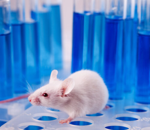 China will end mandatory animal testing for most imported cosmetic products
