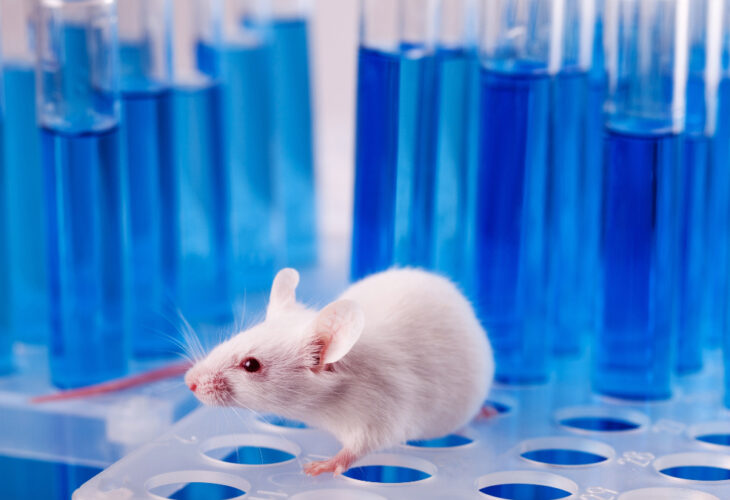 China To End Mandatory Animal Testing On 'General' Imported Cosmetics