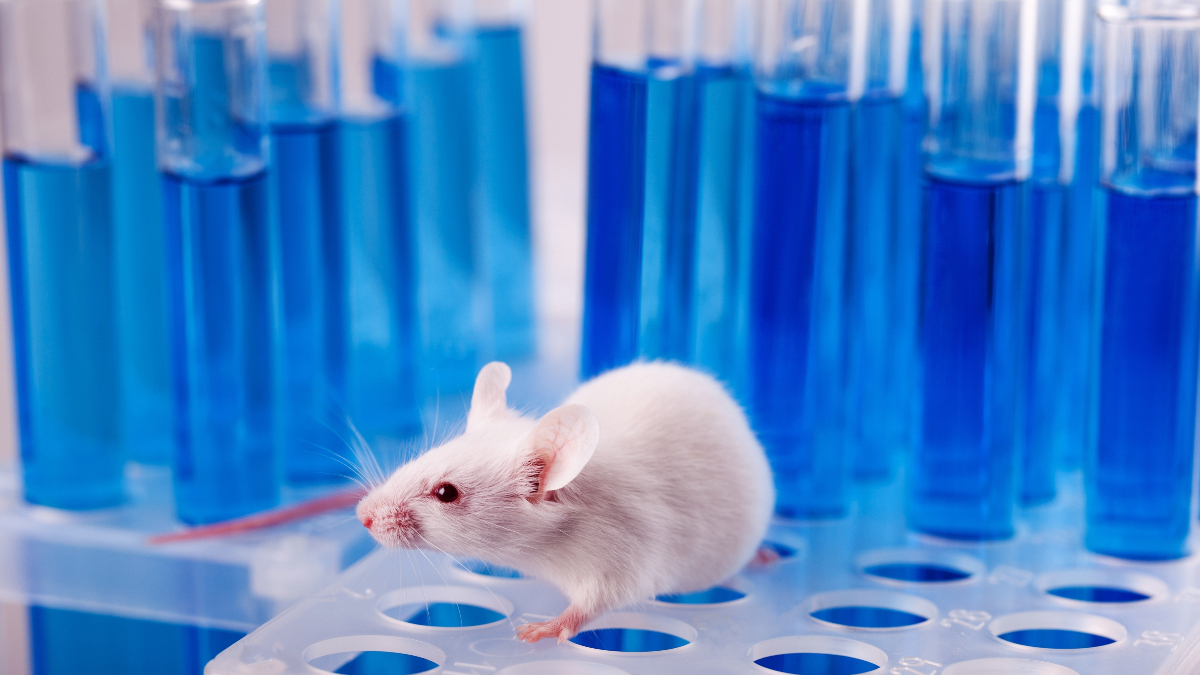 China will end mandatory animal testing for most imported cosmetic products