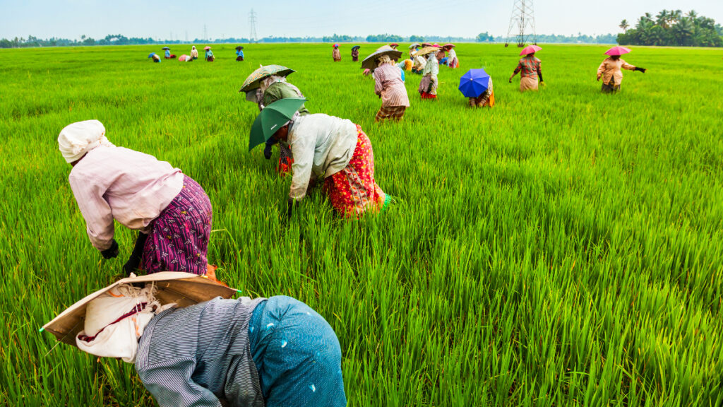 Workers in a rice field in China. Popularity of plant-based products is on the rise, and this is due to consumers becoming more impassioned for the environment, a report claims