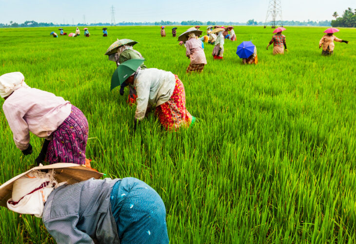 Workers in a rice field in China. Popularity of plant-based products is on the rise, and this is due to consumers becoming more impassioned for the environment, a report claims