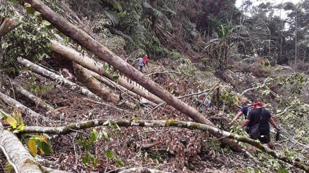 Destroyed Mount Kalabasiyon rainforest in the Phillipines