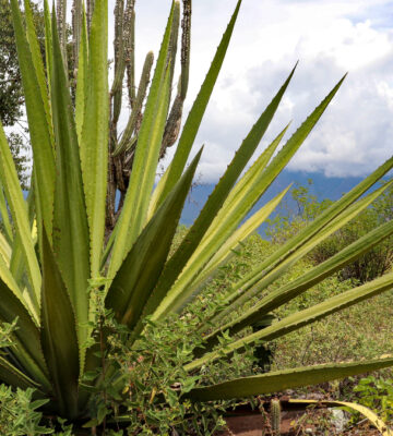 Columbian Fique plant against South American landscape