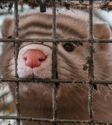 WHO Lists Fur Farming And Wildlife Trade As 'Areas Of Interest' In COVID-19 Origin Report