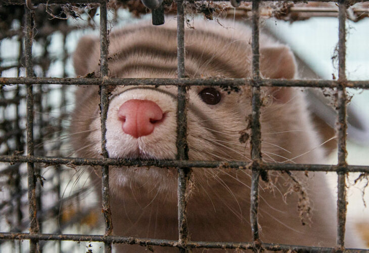 WHO Lists Fur Farming And Wildlife Trade As 'Areas Of Interest' In COVID-19 Origin Report