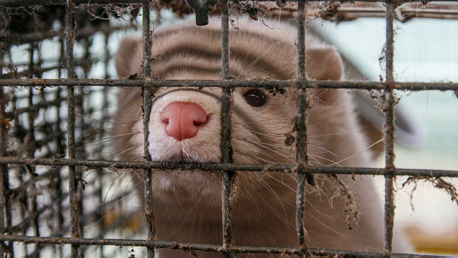 WHO Lists Fur Farming And Wildlife Trade As 'Areas Of Interest' In COVID-19 Origin Report