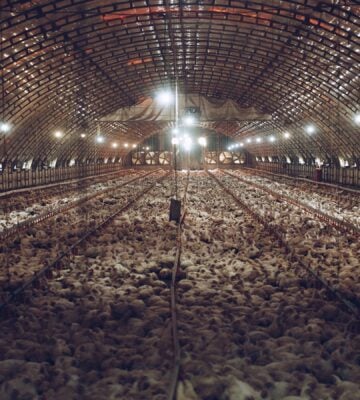 A facility packed with thousands of chickens