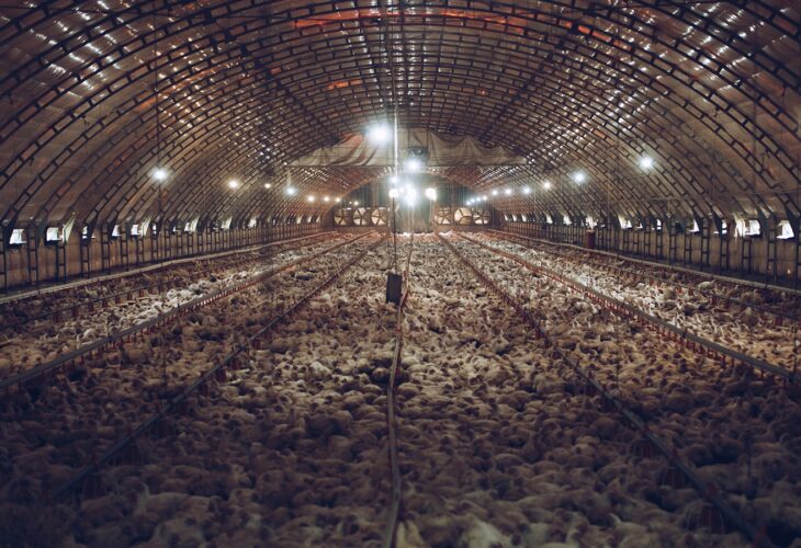 A facility packed with thousands of chickens