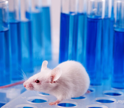 Virginia Becomes Latest US State To Ban Cosmetic Animal Testing As Cruelty-Free Demand Soars
