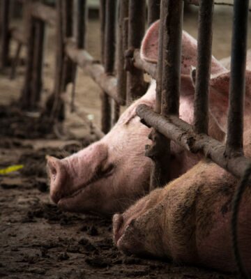 World Bank Urged To Stop Financing Ecuador’s Largest Factory Farm