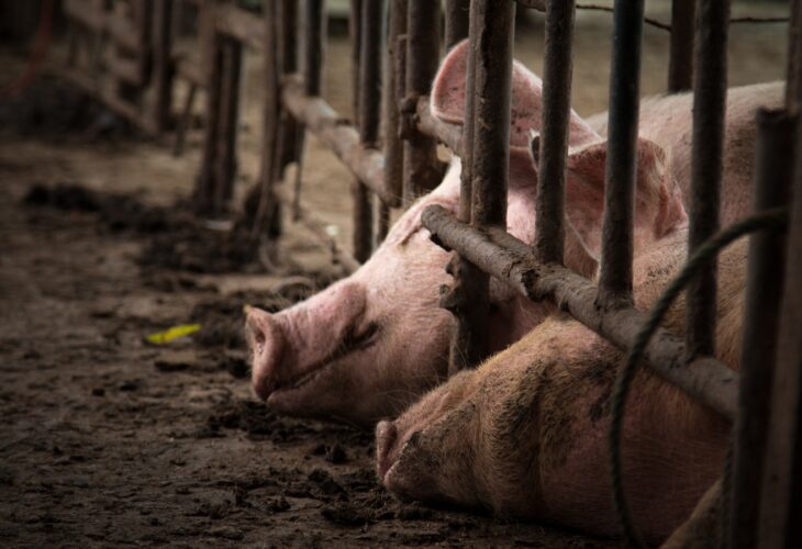 World Bank Urged To Stop Financing Ecuador’s Largest Factory Farm