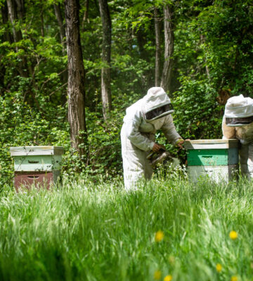 Marks and Spencer faced criticism over its plan to instate millions of honey bees on farms across the UK to 'boost pollination'