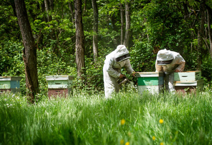 Marks and Spencer faced criticism over its plan to instate millions of honey bees on farms across the UK to 'boost pollination'