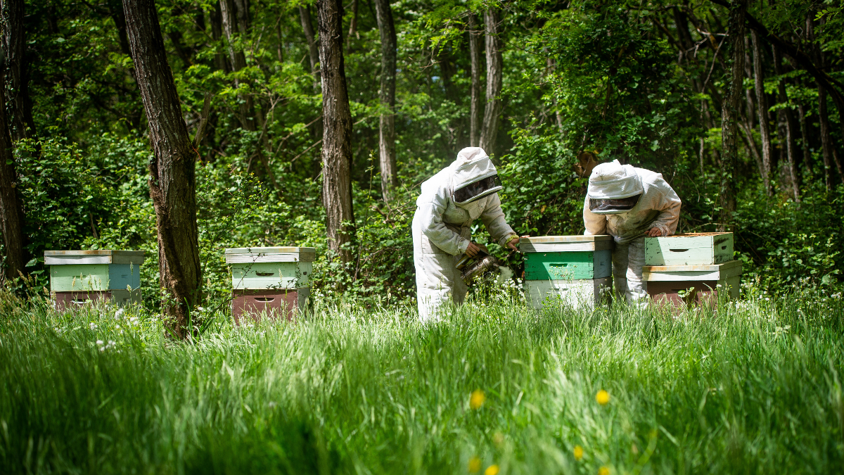 Marks and Spencer faced criticism over its plan to instate millions of honey bees on farms across the UK to 'boost pollination'