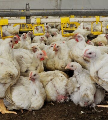 UK Government Faces Legal Challenge Over Factory Farming Due To Pandemic Threat
