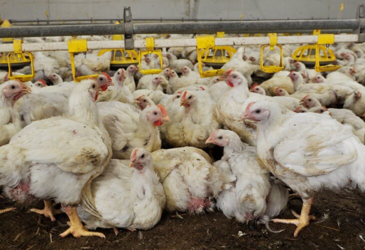 UK Government Faces Legal Challenge Over Factory Farming Due To Pandemic Threat