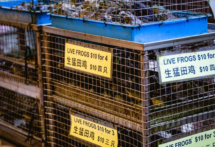 WHO Urges Food Markets To Ban Sale Of Live Animals