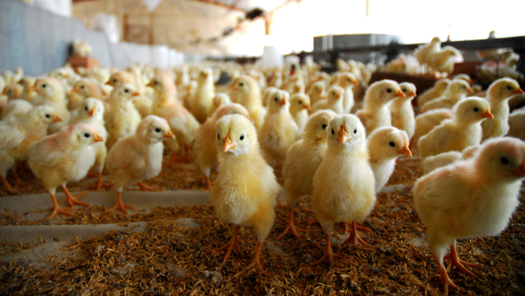 Thousands Urge US To Ban Culling Of Male Chicks And Use New Sex-Determining Technology