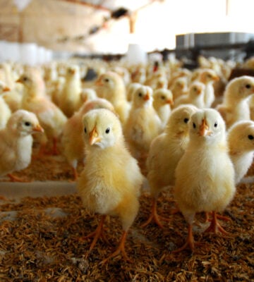 Thousands Urge US To Ban Culling Of Male Chicks And Use New Sex-Determining Technology