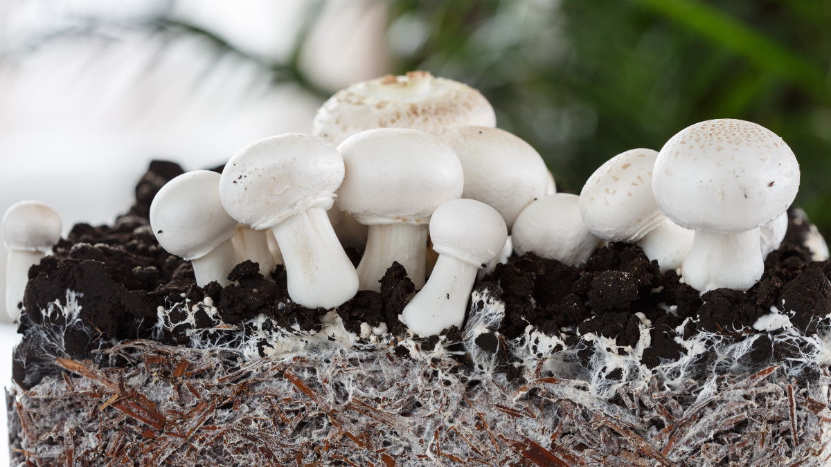 Ecovative uses mycelium to create textiles and food products for various companies