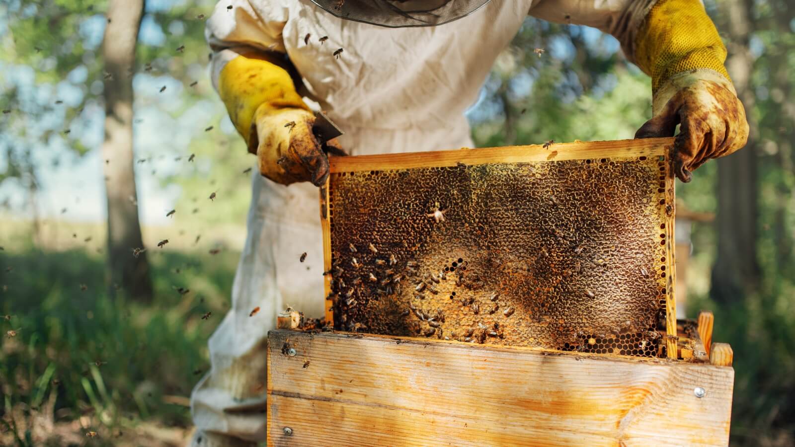 A beekeeper lifts a beehive out of a wooden box, as bees fly around the honeycomb and honey