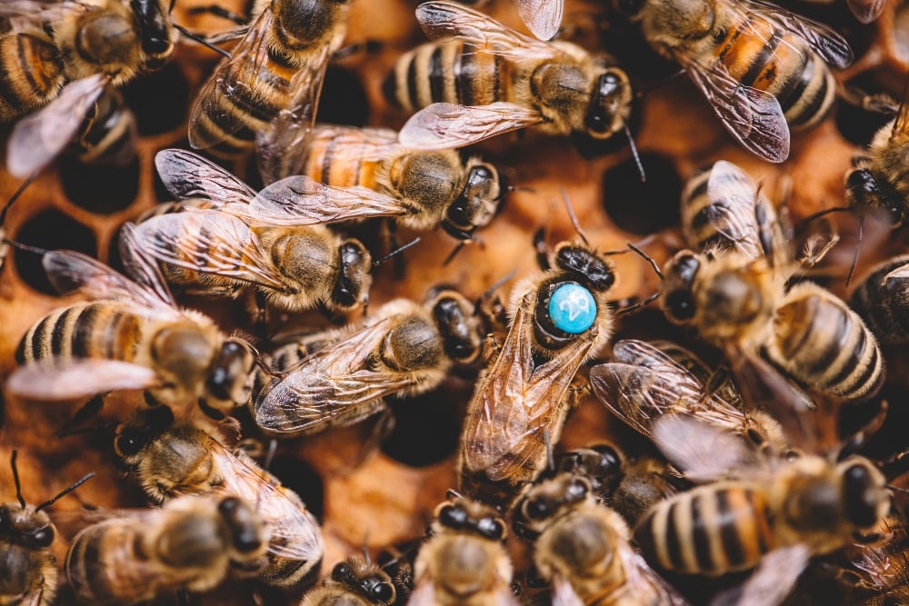 Honeybees swarm around a queen bee in a hive