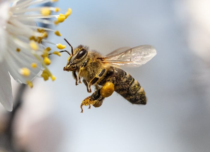 A bee collects pollen from a flower