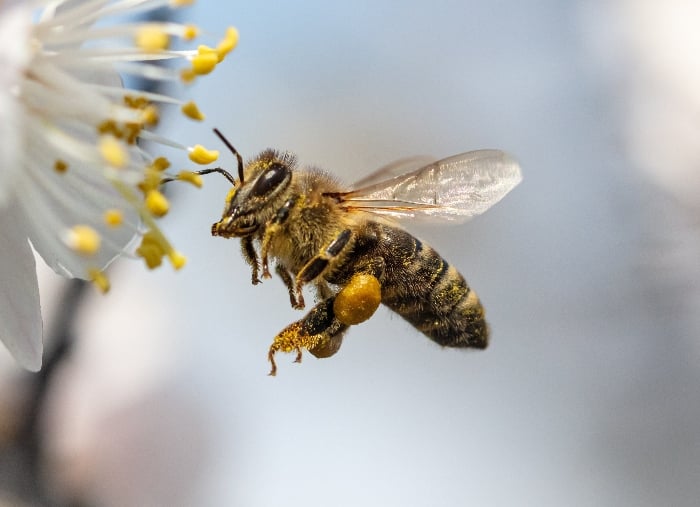 CATCH THE BUZZ-Why Vegans Avoid Honey