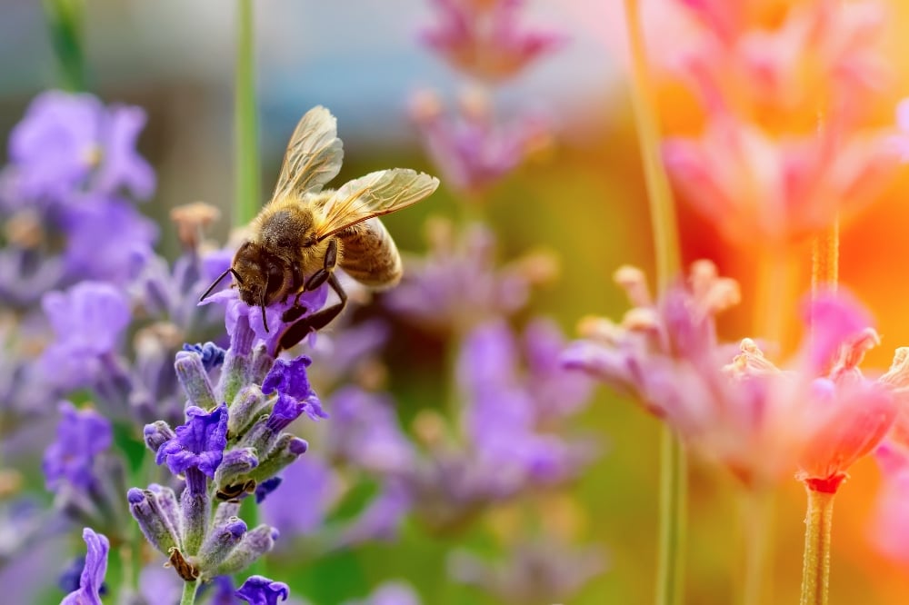 A bee collecting pollen from some purple flowers outside