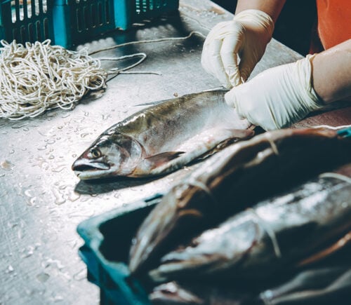 Oceana Says 'Abstaining From Seafood Is Not A Realistic Choice'- Seaspiracy Directors Respond