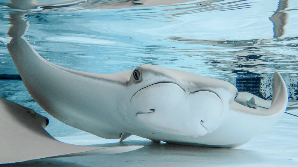 An entire tank of stingrays were found dead at ZooTampa in Florida