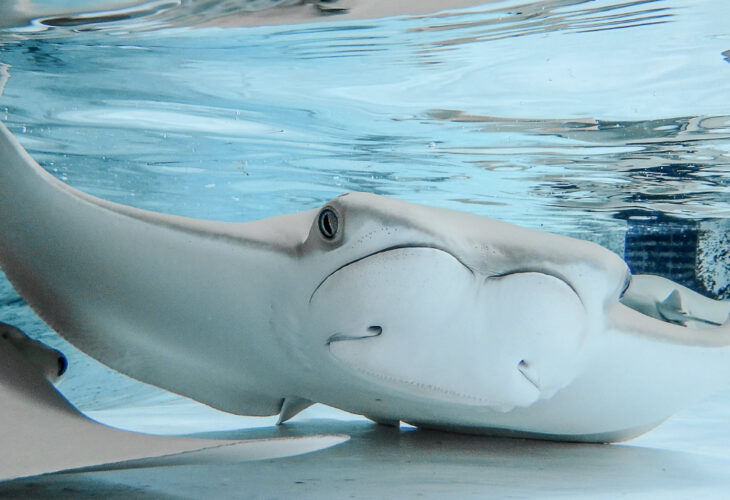 An entire tank of stingrays were found dead at ZooTampa in Florida