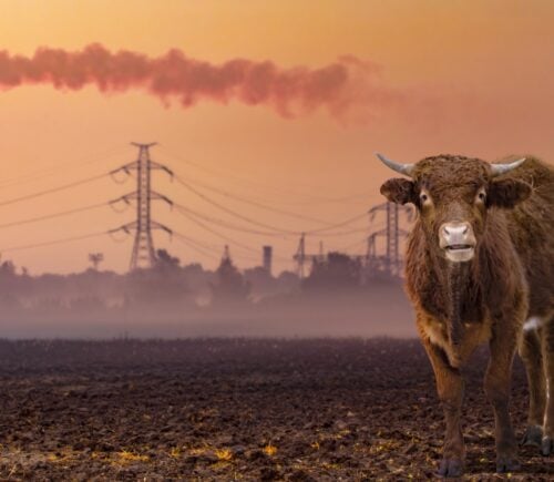 Animal Agriculture Responsible For Thousands of Air-Quality Related Deaths, Says Study