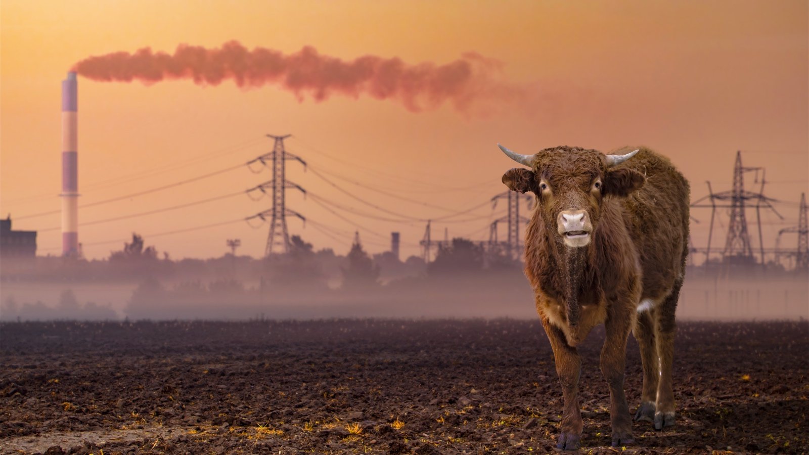 Animal Agriculture Responsible For Thousands of Air-Quality Related Deaths, Says Study